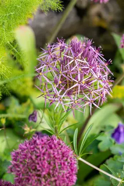 Allium Christophii 6 Bulbs Prepack 10/12 - image 2