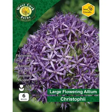 Allium Christophii 6 Bulbs Prepack 10/12 - image 1