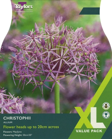 Allium Christophii Xl
