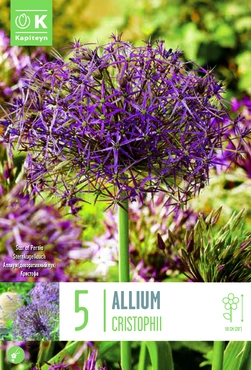 Allium Cristophii Bulbs