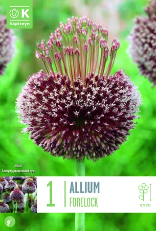 Allium Forelock Bulb