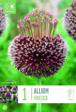 Allium Forelock Bulb