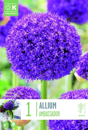Allium Giganteum Ambassador Bulb