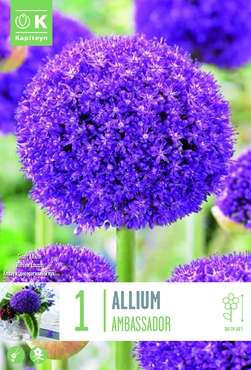 Allium Giganteum Ambassador Bulb