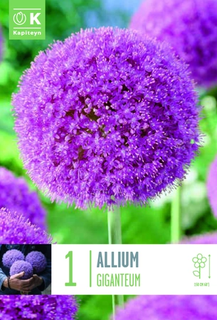 Allium Giganteum Bulb