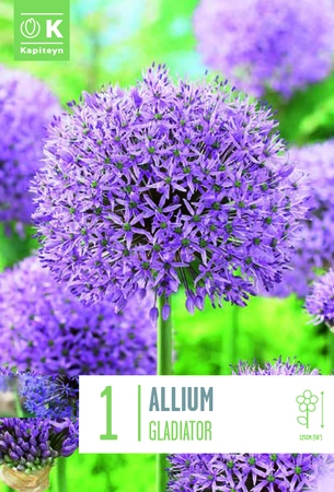Allium Gladiator