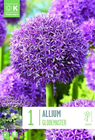 Allium Globemaster Bulb