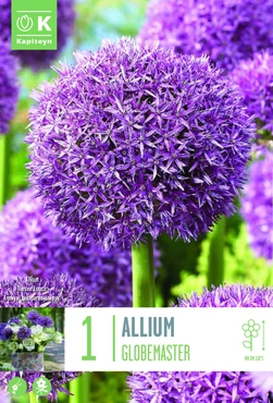 Allium Globemaster Bulb