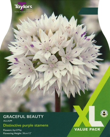 Allium Graceful Beauty 6+ XL
