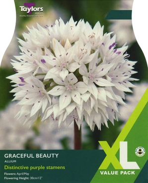 Allium Graceful Beauty 6+ XL