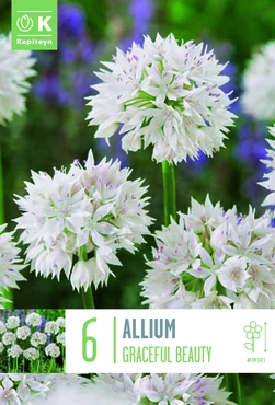 Allium Gracefull Beauty Bulbs