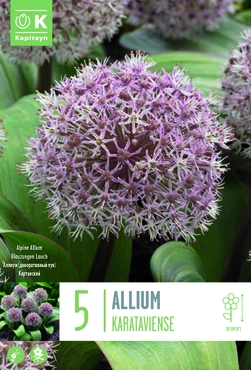 Allium Karataviense Bulbs