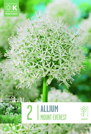 Allium Mount Everest Bulbs