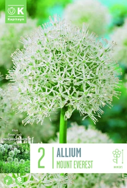 Allium Mount Everest Bulbs