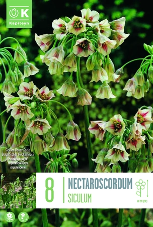 Allium Nectaroscordum Siculum Bulbs