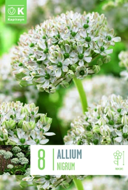Allium Nigrum Bulbs
