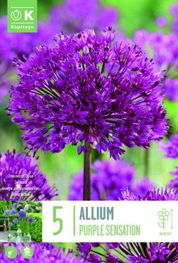 Allium Purple Sensation Bulbs