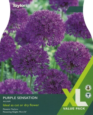 Allium Purple Sensation XL
