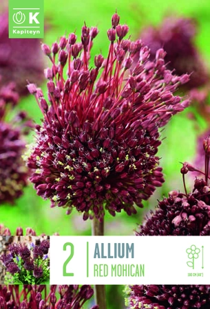 Allium Red Mohican Bulbs