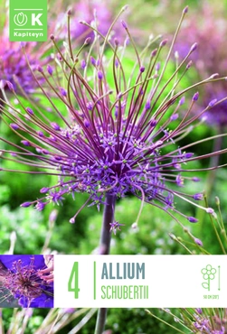 Allium Schubertii Bulbs