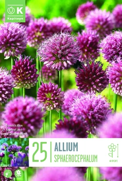 Allium Sphaerocephalum Bulbs