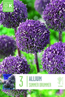 Allium Summer Drummer Bulb