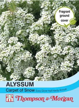 Alyssum Carpet of Snow