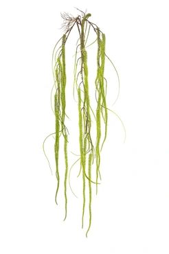 Amaranthus Hanging Spray Green 150cm