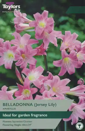 Amaryllis Belladonna (Jersey Lily)