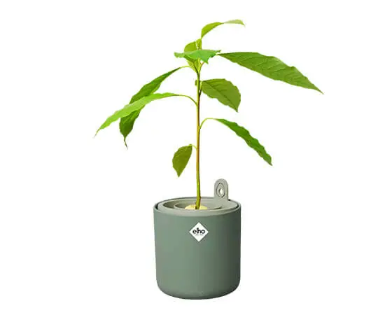Amazing Avocado Pot (Leaf Green) - image 3