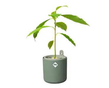 Amazing Avocado Pot (Leaf Green) - image 3