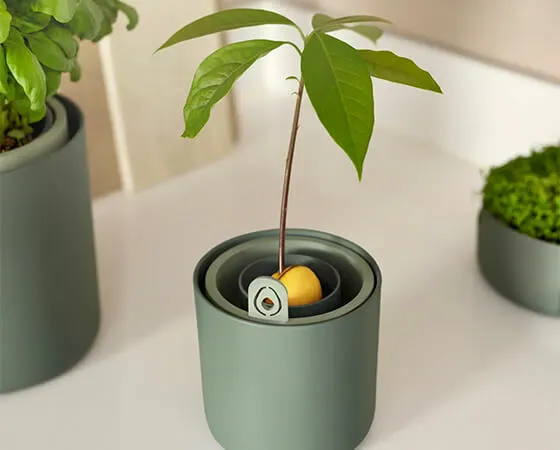 Amazing Avocado Pot (Leaf Green) - image 4