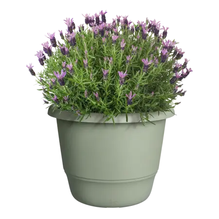 Amiga Round Thyme Green 47cm - image 4