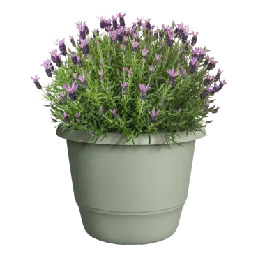 Amiga Round Thyme Green 47cm - image 4