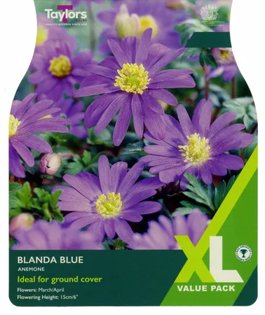 Anemone Blanda Blue 4-5 Xl