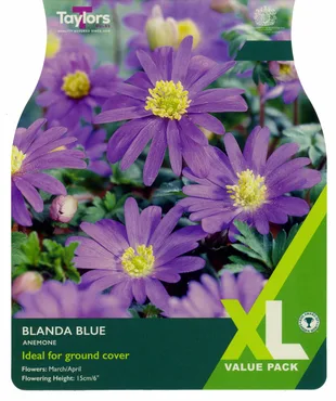 Anemone Blanda Blue 4-5 Xl