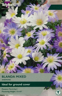 Anemone Blanda Mixed 4-5