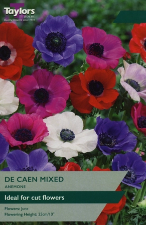 Anemone De Caen Mixed 4-5