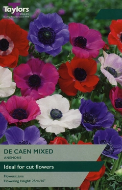 Anemone De Caen Mixed 4-5