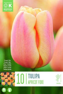 Apricot Foxx Tulip Bulbs