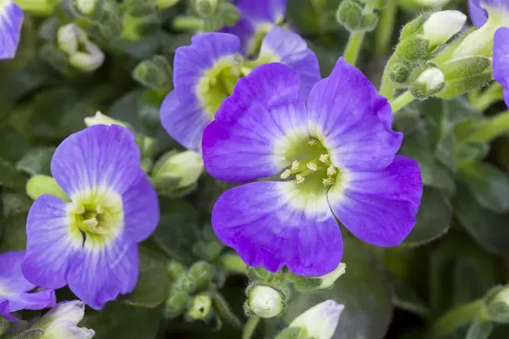 Aubrieta Cascade Mix - image 2