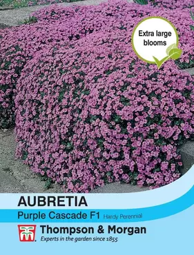 Aubrieta Purple Cascade