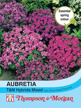 Aubrieta T&M Hybrids Mixed