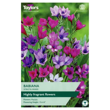 Babiana Stricta Mixed