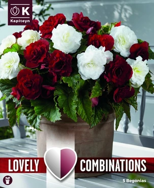 Bag Combination Begonia Double Dark Red & White