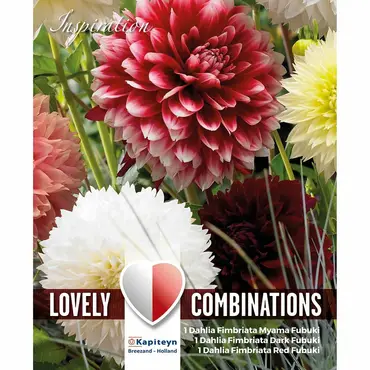 Bag Combination Dahlia Fimbriata Red & White