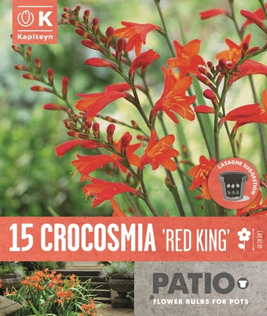 Bag Crocosmia Red King
