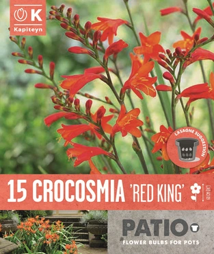 Bag Crocosmia Red King