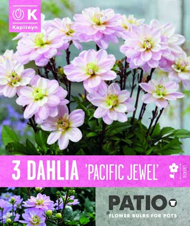 Bag Dahlia Pacific Jewel