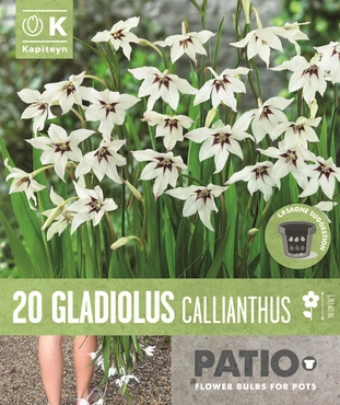 Bag Gladiolus Callianthus Acidanthera 